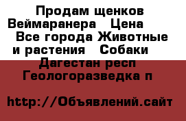 Продам щенков Веймаранера › Цена ­ 30 - Все города Животные и растения » Собаки   . Дагестан респ.,Геологоразведка п.